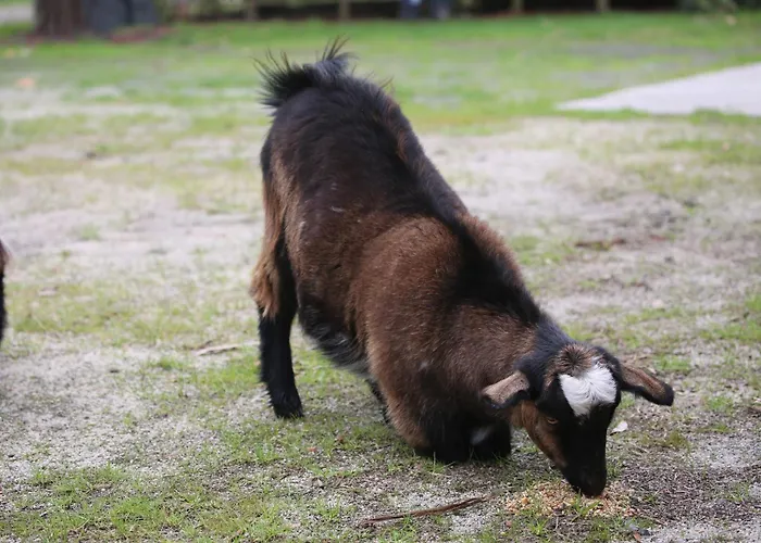 Little Sherwood Drouin Petting Zoo & Cottages