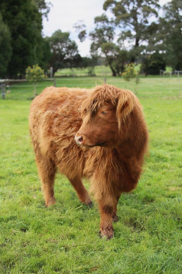 Little Sherwood Drouin Petting Zoo & Farm stay Drouin West