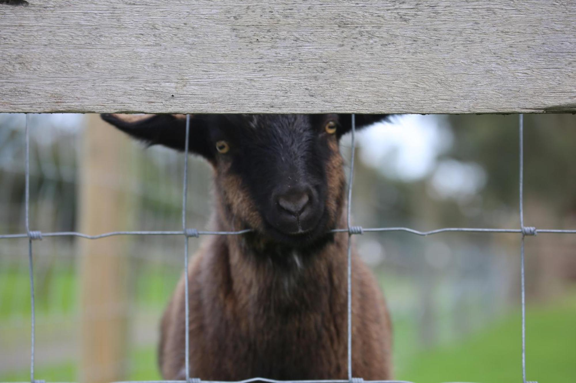 Farm stay Little Sherwood Drouin Petting Zoo & Drouin West