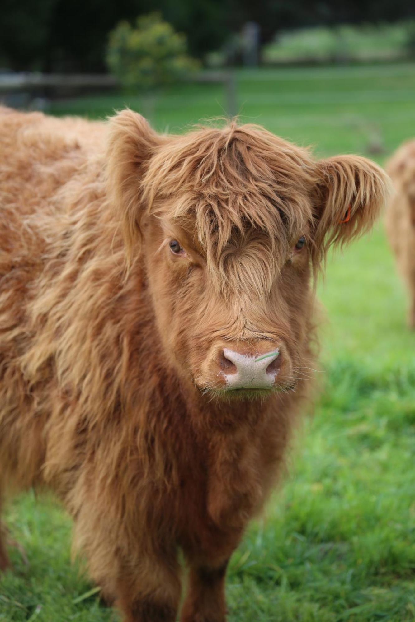 Farm stay Little Sherwood Drouin Petting Zoo &